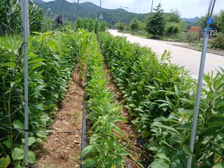 자기왕사랑해님의 참깨 · 영농일지 작성글 사진