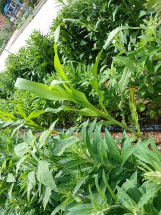 자기왕사랑해님의 참깨 · 영농일지 작성글 사진