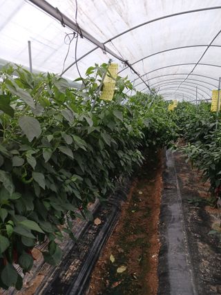 자기왕사랑해님의 참깨 · 영농일지 작성글 사진