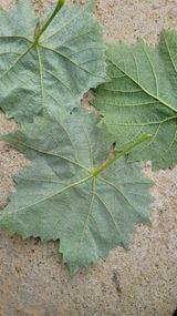 팜모닝 포도·영농일지 게시글 이미지