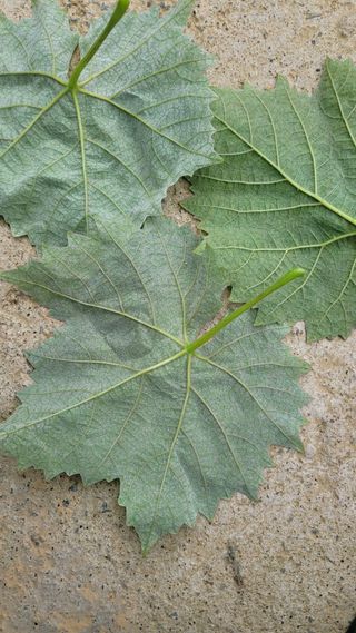 이원규님의 포도 · 영농일지 작성글 사진