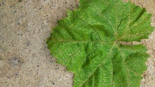 이원규님의 포도 · 영농일지 작성글 사진