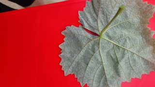 이원규님의 포도 · 영농일지 작성글 사진