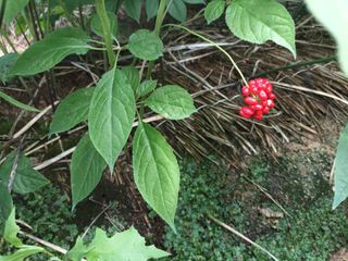 이종원님의 벼 · 영농일지 작성글 사진