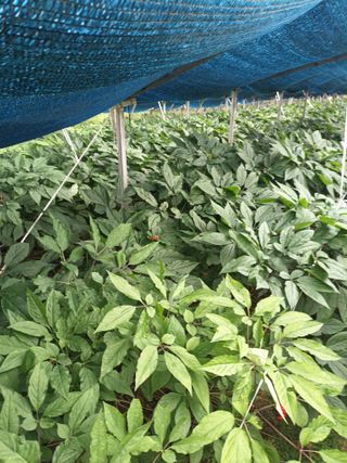 이종원님의 벼 · 영농일지 작성글 사진