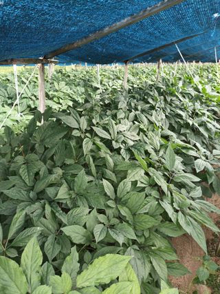 이종원님의 벼 · 영농일지 작성글 사진