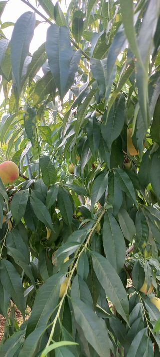 손중호 님의 복숭아 · 영농일지 작성글 사진