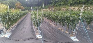 지리산농심님의 고추 · 영농일지 작성글 사진