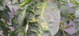 지리산농심님의 고추 · 영농일지 작성글 사진