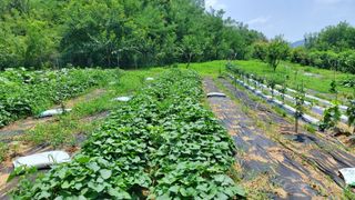 초보농부님의 고구마 · 영농일지 작성글 사진
