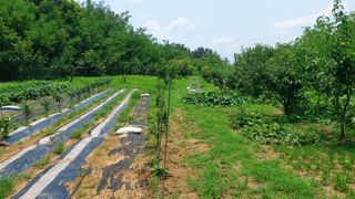 초보농부님의 고구마 · 영농일지 작성글 사진