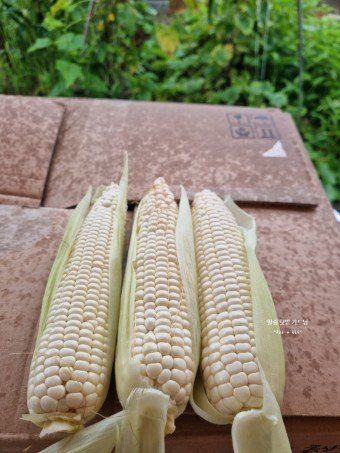 장터 상품 [강릉 미백2호 찰옥수수 [판매완료] ] 썸네일