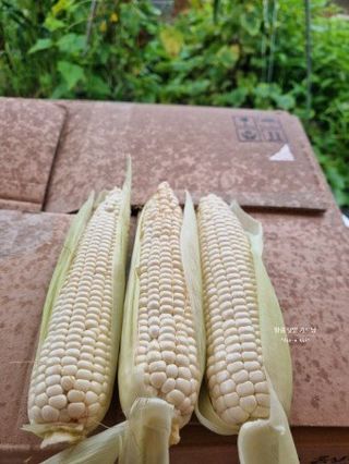 김명옥님의 작성글 사진