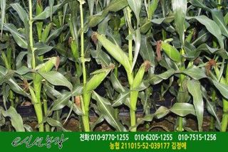 김명옥님의 작성글 사진