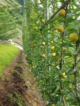 팜모닝 자두·영농일지 게시글 이미지