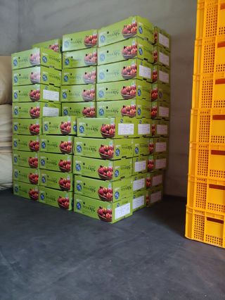 최순희20673님의 자두 · 영농일지 작성글 사진