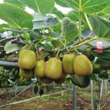 팜모닝 기타작물·영농일지 게시글 이미지