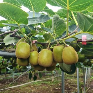 제주농부 님의 기타작물 · 영농일지 작성글 사진