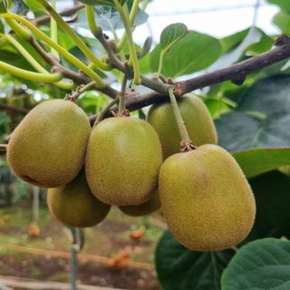 제주농부 님의 기타작물 · 영농일지 작성글 사진