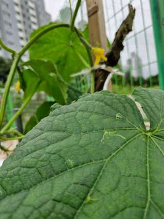 종이박님의 오이 · 병해충상담 작성글 사진