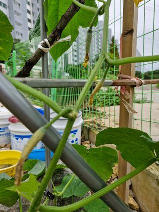 종이박님의 오이 · 병해충상담 작성글 사진