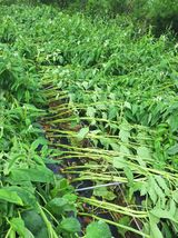 팜모닝 참깨·영농일지 게시글 이미지