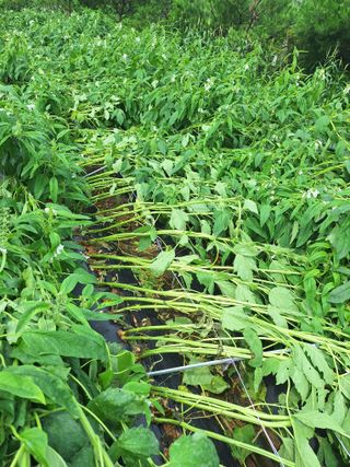 호박 정정호님의 참깨 · 영농일지 작성글 사진