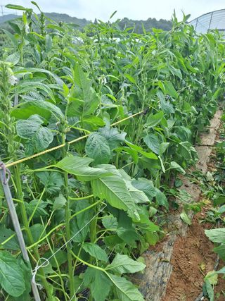 호박 정정호님의 참깨 · 영농일지 작성글 사진