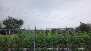 LUCAS님의 오이 · 영농일지 작성글 사진