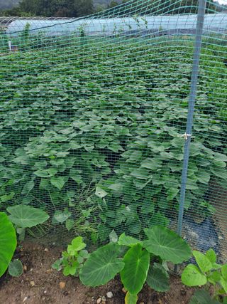 별과태양님의 고구마 · 영농일지 작성글 사진