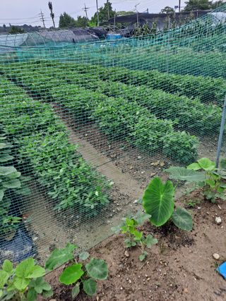 별과태양님의 고구마 · 영농일지 작성글 사진