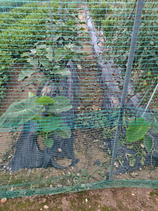 별과태양님의 고구마 · 영농일지 작성글 사진