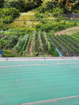 임대운님의 고추 · 영농일지 작성글 사진