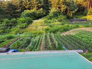 임대운님의 고추 · 영농일지 작성글 사진