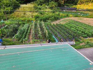 임대운님의 고추 · 영농일지 작성글 사진