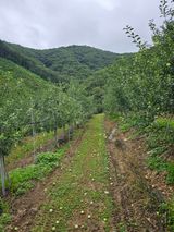 팜모닝 사과·영농일지 게시글 이미지