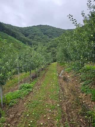 강병학님의 사과 · 영농일지 작성글 사진