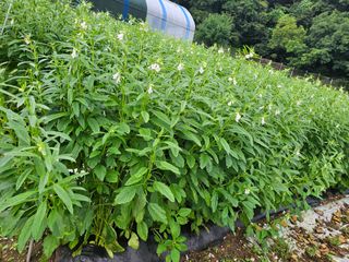 송인자님의 참깨 · 영농일지 작성글 사진