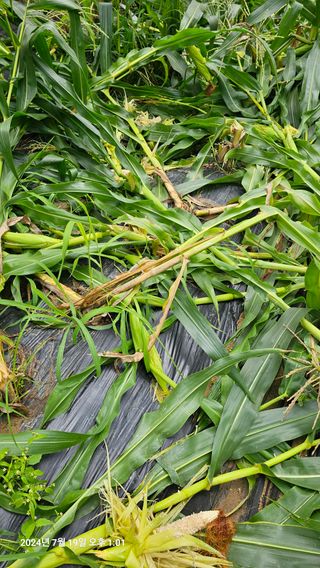 과학농님의 옥수수 · 영농일지 작성글 사진