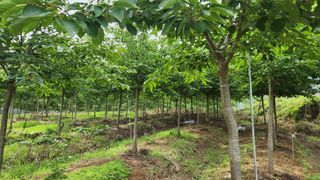 정진우님의 기타작물 · 영농일지 작성글 사진