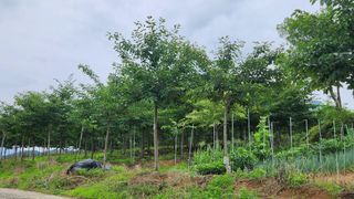 정진우님의 기타작물 · 영농일지 작성글 사진