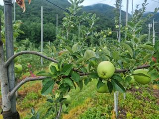 김남식님의 사과 · 영농일지 작성글 사진