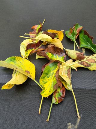 김남식님의 사과 · 영농일지 작성글 사진