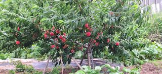 외동 박동섭님의 복숭아 · 영농일지 작성글 사진