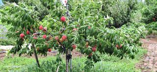 외동 박동섭님의 복숭아 · 영농일지 작성글 사진