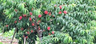 외동 박동섭님의 복숭아 · 영농일지 작성글 사진