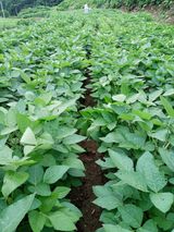 팜모닝 콩·영농일지 게시글 이미지