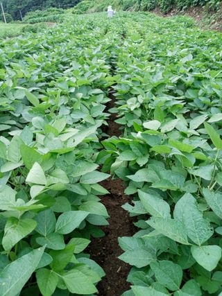 자연인님의 콩 · 영농일지 작성글 사진