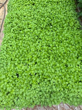 청안님의 들깨 · 영농일지 작성글 사진