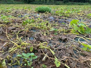 청안님의 들깨 · 영농일지 작성글 사진